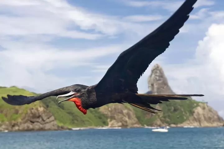 Frigate bird: Oceanic Speed Demon