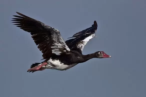 Spur-winged Goose: Surprising Speedster