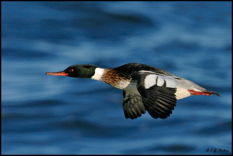 Red-breasted Merganser: The Rocket Duck