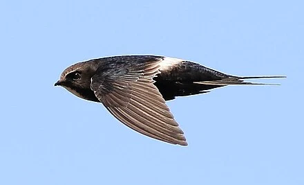 White-romped Swift: Built for Velocity