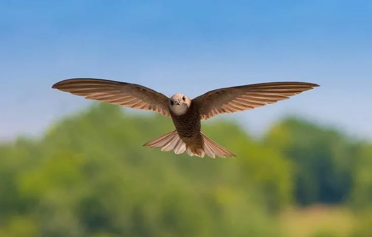 Common Swift: The Nonstop Flyer