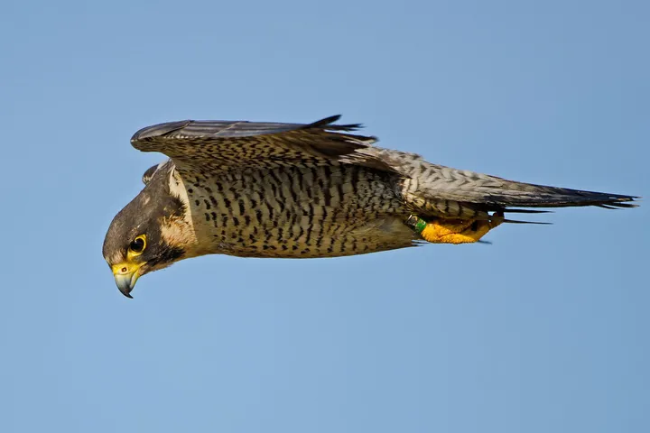 Peregrine Falcon: The Undisputed Speed King