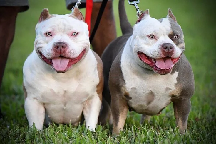 Tri-Colored Bullies: