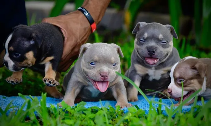 Tri-Colored Bully vs. Other Bully Breeds