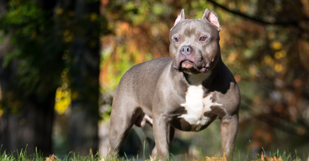 Blue American Bully