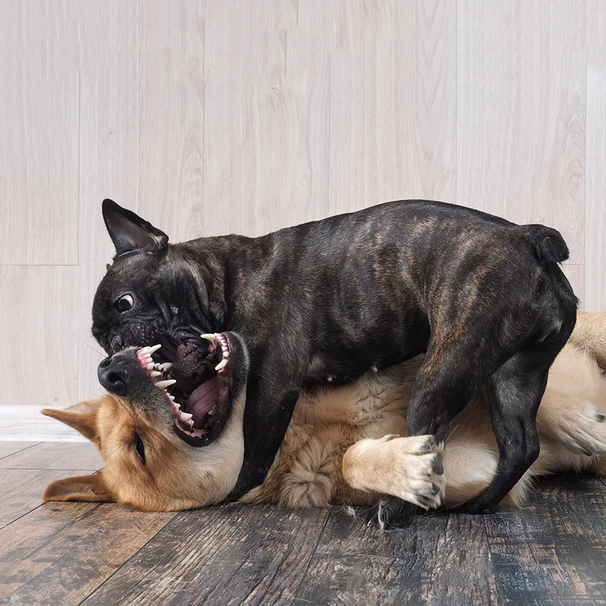 Aggression Towards Other Dogs