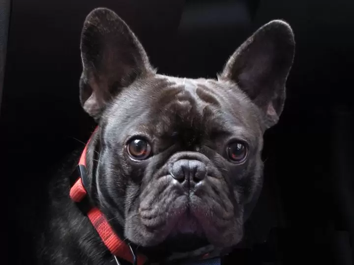 French Bulldog Behavior Issues