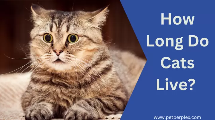 How Long Do Cats Live?