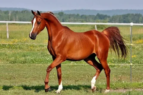 Arabian Hores More Popular Than Pinto horses