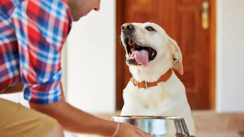 The Science Behind HMO Prebiotics for Dogs: Barking Up the Right Tree?