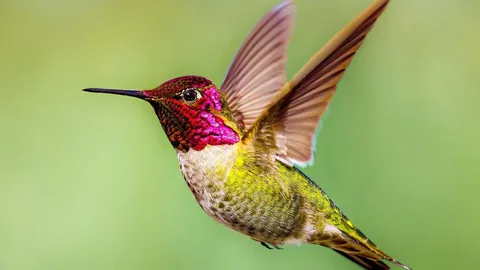 Anna's Hummingbird: Tiny but Terrifyingly Fast