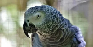 African Greys: Highly Intelligent Conversationalists