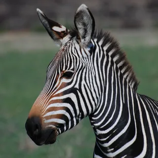 zebra closer