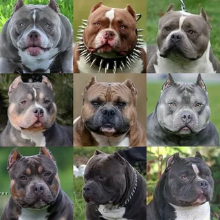 Average Size Ranges for Male and Female Blue American Bully