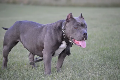 Blue American Bully's calm