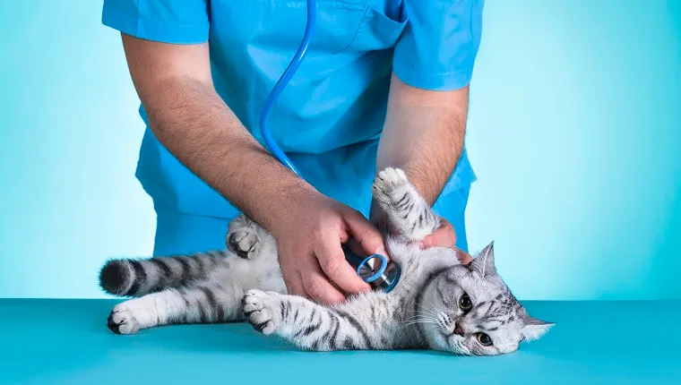 Preparing Your Cat Medically and Emotionally