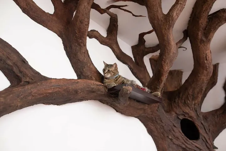 Why Your Cat Needs a Wooden Cat Tree