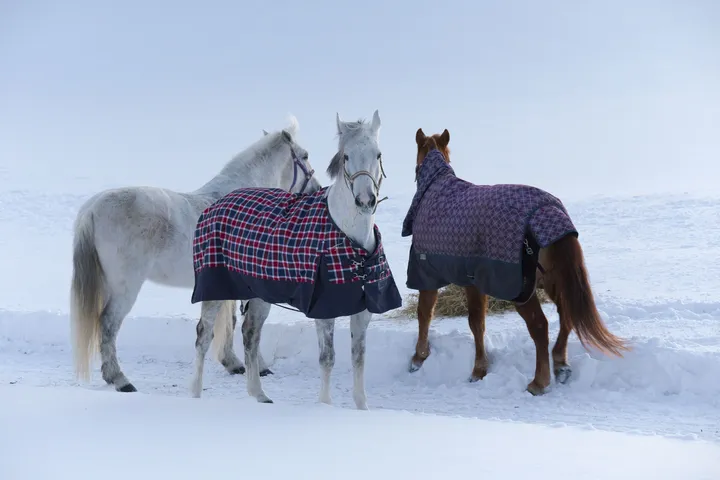 Reasons Why Horse Blankets Matter