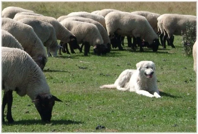 Sheep Guard Dogs