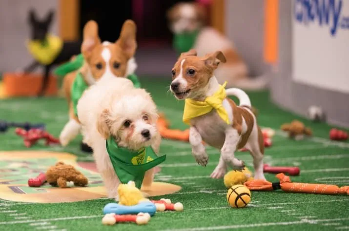 How It Works: The Ruff and Tumble of Puppy Football