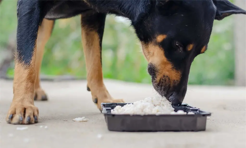 Can Dogs Eat Rice?