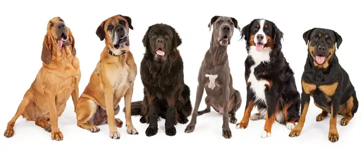  Large and Giant Dog Breeds