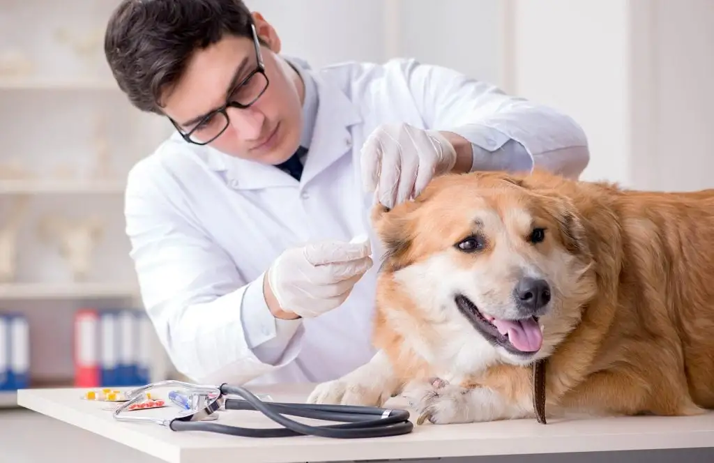 When to Call the Vet: Red Flags You Shouldn't Ignore