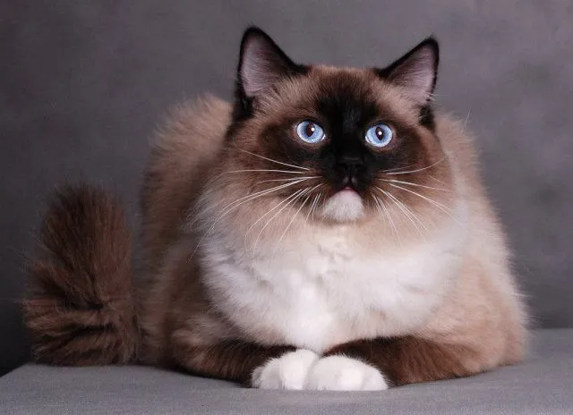 Brown Ragdoll Cat