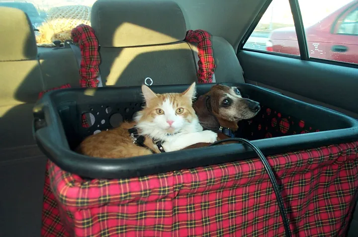 Cat Car Seat