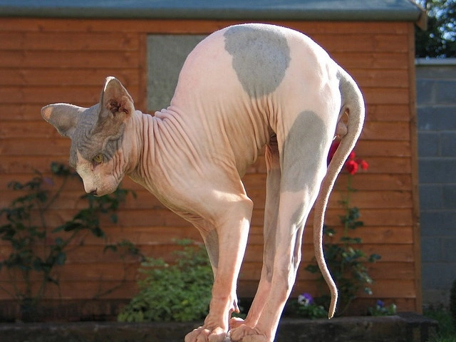 The Fascinating World of Hairless Cats: More Than Just Naked Felines