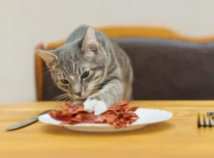 Cats Eat Bacon