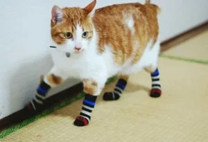 Cat Socks