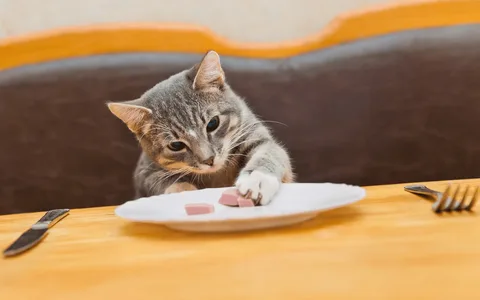 Can Cats Eat Bacon Safely?