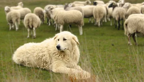 Bred for the Job: Top Sheep Guard Dog Breeds