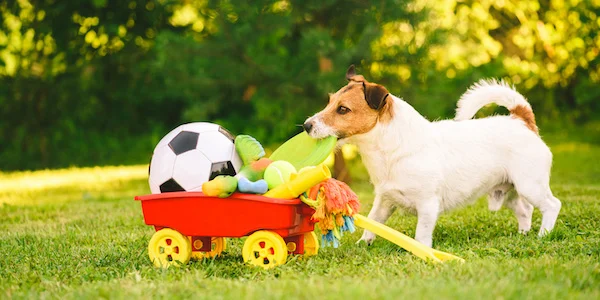 Enrichment Toys for Dogs