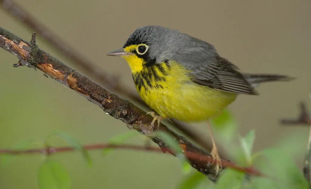 Warblers: The Tiny Hunters