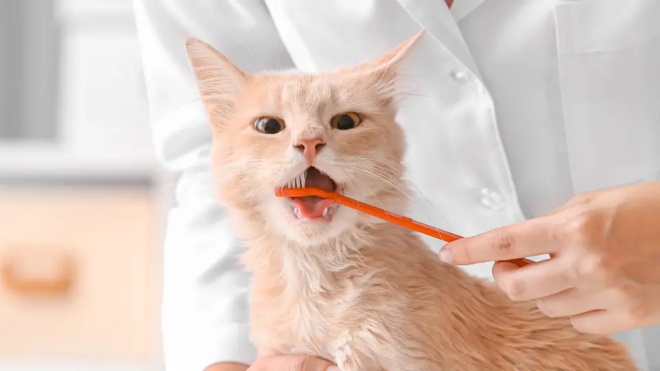 Why Cat Dental Health Matters