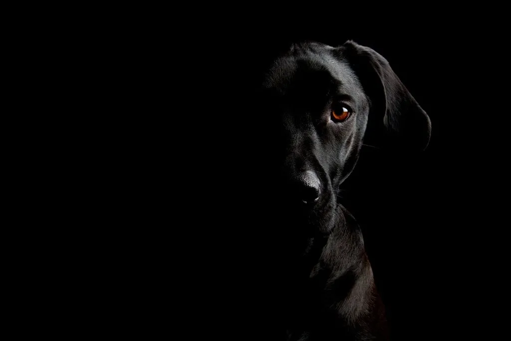 What Colors Can Dogs Really See?