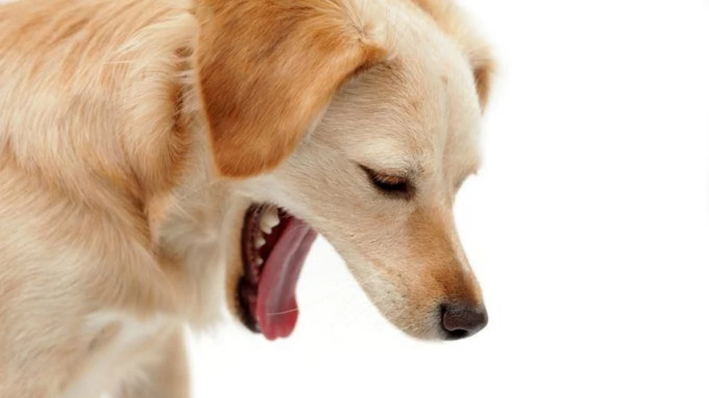 Understanding Dog Coughing