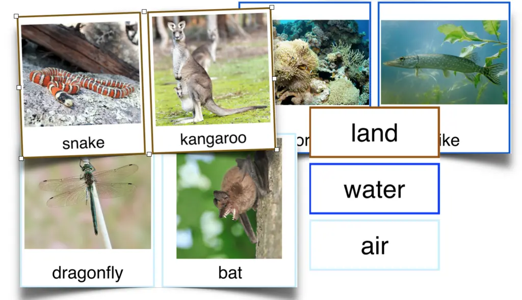 The Building Blocks of Animal Classification