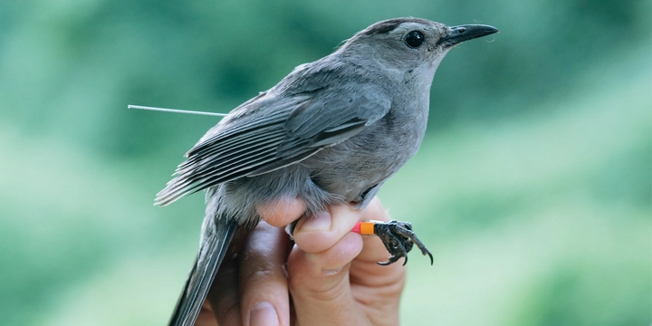 Key Features That Define Birds