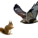 Do Birds Eat Squirrels?