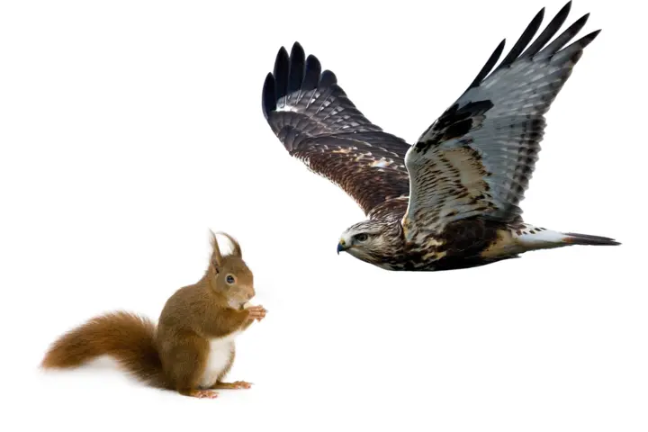 Do Birds Eat Squirrels?