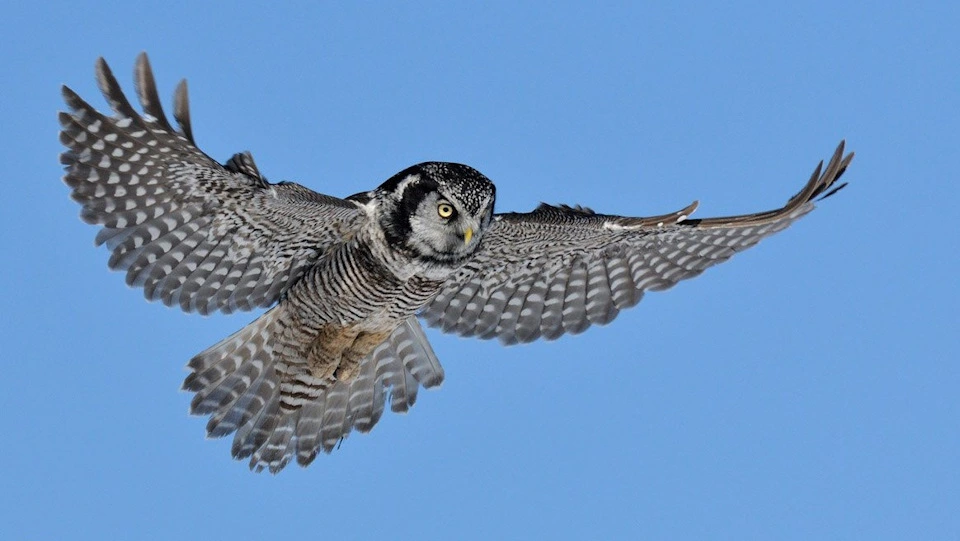 owl  flying