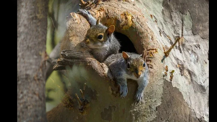 Squirrel Sheltering