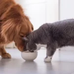 Can Cat Eating Dog Food?