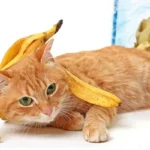 Can Cats Eat Bananas?