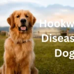 Hookworm Disease in Dogs