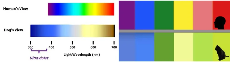 Dichromatic Vision versus the Human Spectrum