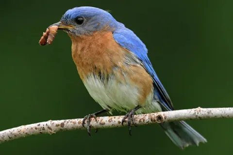 Birds That Feed on Insects